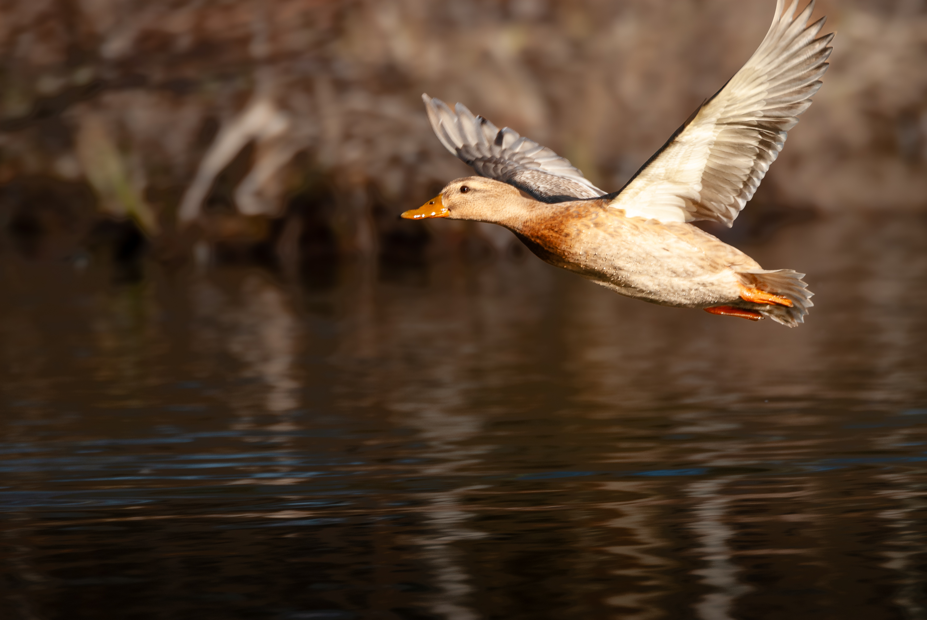 Ententeich im Park 9995
